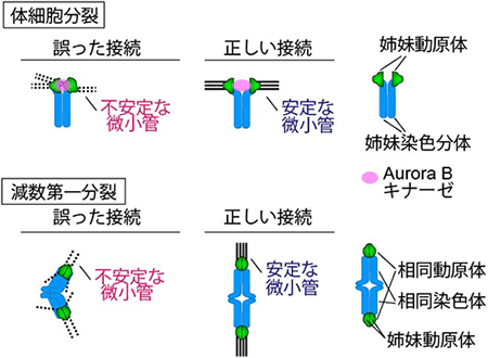 体細胞分裂と減数第一分裂の比較図