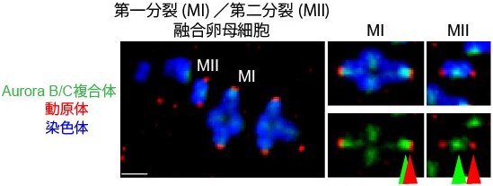 減数第一分裂時と第二分裂時の染色体におけるAurora B/Cの局在を比較図