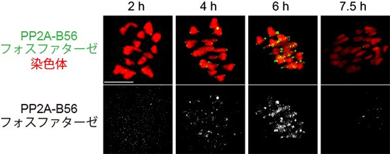 PP2A-B56フォスファターゼが動原体に集まる様子の図