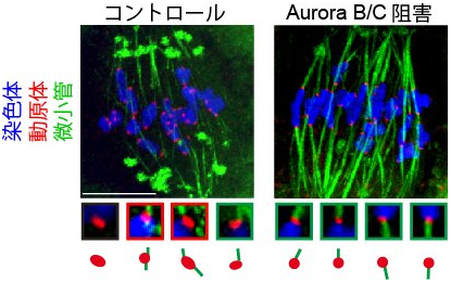 Aurora B/Cの活性を阻害した後の様子の図