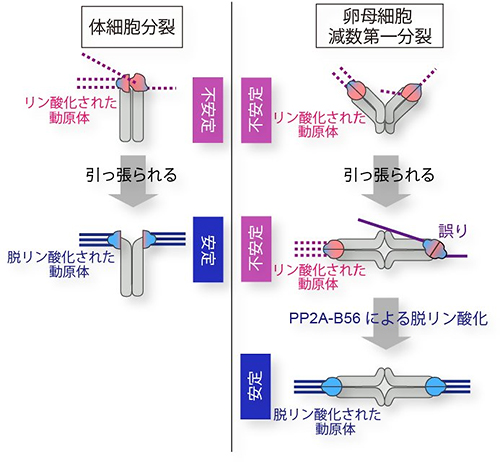 卵母細胞における微小管と動原体の接続の安定化の図