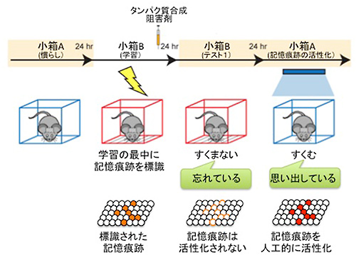 実験の概要図の画像