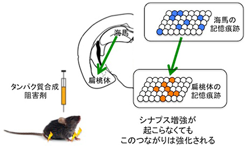 海馬と扁桃体の記憶回路のつながりはシナプス増強がなくても強まるの図