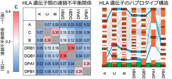 ビッグデータ解析によるHLA遺伝子配列構造の可視化の図