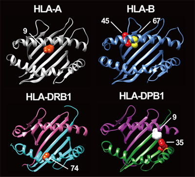 バセドウ病の発症リスクを有するHLA遺伝子部位の図
