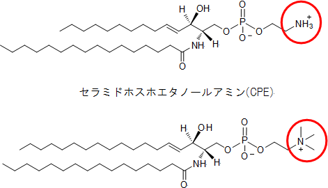 セラミドホスホエタノールアミン（CPE）とスフィンゴミエリンの構造の図