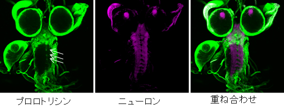 ショウジョウバエ幼虫脳におけるセラミドホスホエタノールアミン(CPE)の分布の図
