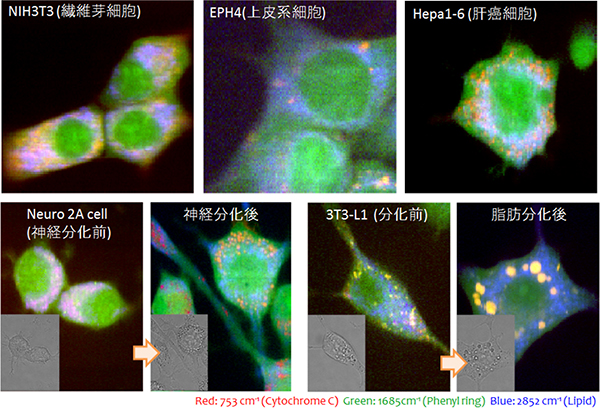 様々な細胞株のラマン散乱分光画像の図