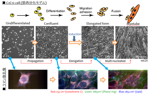 分化過程における細胞識別の一例（筋肉分化モデル）の図
