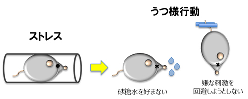 マウスのうつ様行動の図