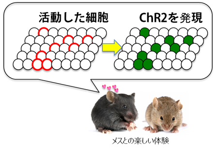 楽しい体験の記憶細胞群の標識方法の図