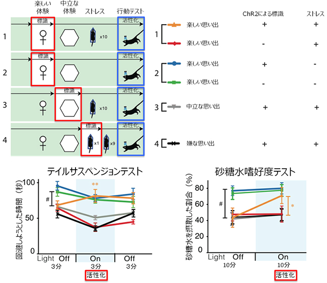 楽しい記憶の活性化によるうつ様行動の改善の図