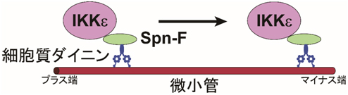 Spn-FがIKKεと細胞質ダイニンをつなぐアダプターとして働く様子の図