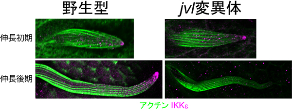jvl遺伝子変異体で確認されたIKKeの係留の異常の図
