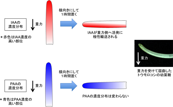 重力がトウモロコシ幼葉鞘のIAAとPAAの濃度分布に及ぼす影響の図