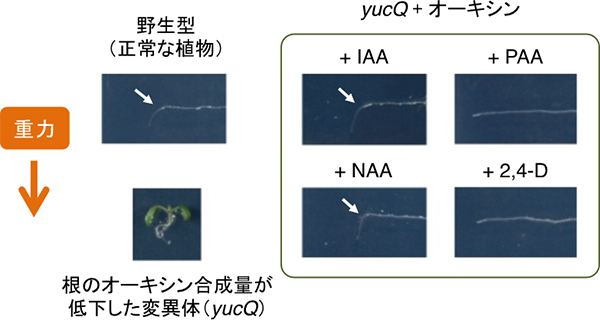 オーキシンによる根の重力屈性の回復の図
