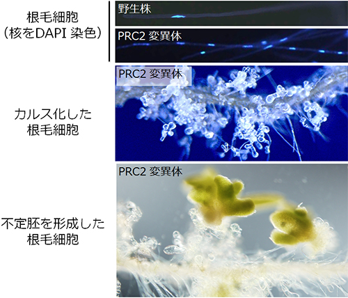 PRC2変異体の根毛が分裂・脱分化し不定胚を形成する様子の図