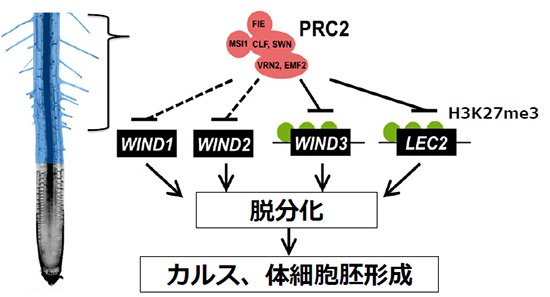 PRC2による脱分化関連遺伝子の発現抑制の図