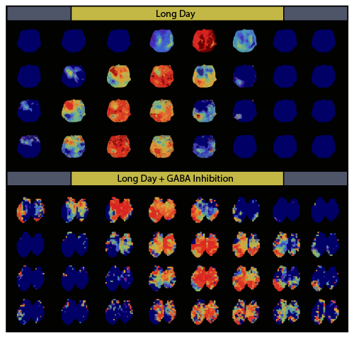 Images showing Bmal1 expression levels