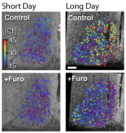 Microscopic images showing chloride levels in the SCN