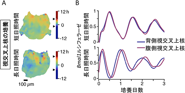 視交叉上核内の2つの概日リズムの図