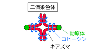 二価染色体の構造図