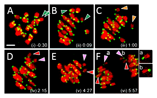 Live snapshots of bivalent hyperstretching and separation before segregation errors 