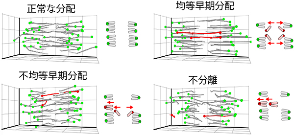 染色体の追跡による染色体分配パターンの分類図