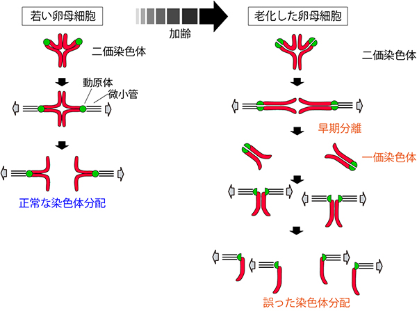 老化した卵母細胞の減数第一分裂で染色体分配の誤りが起こる過程の図