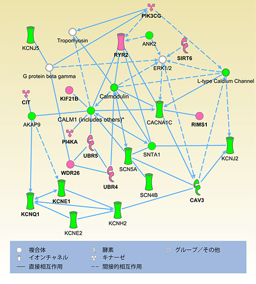 既知原因遺伝子と候補原因遺伝子との相互作用ネットワーク図