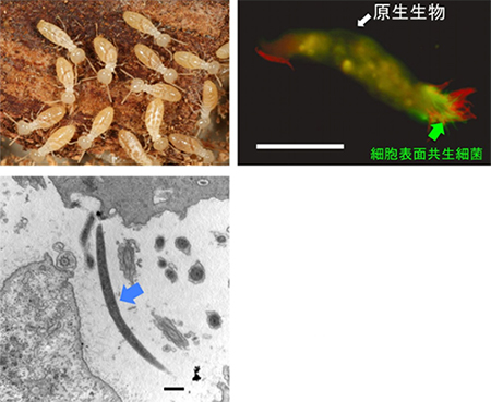ヤマトシロアリと腸内原生生物の細胞表面共生細菌の写真