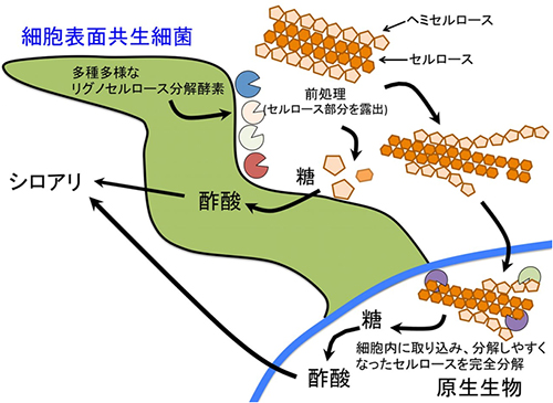 本研究で明らかになった細胞表面共生細菌の役割の図