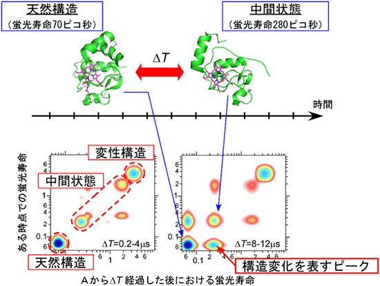 2D-FLCSによるシトクロムcの構造変化計測の図