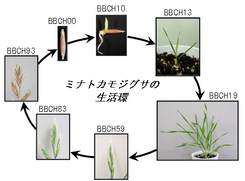 ミナトカモジグサの一生の図