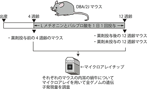 実験の全体概要図の画像