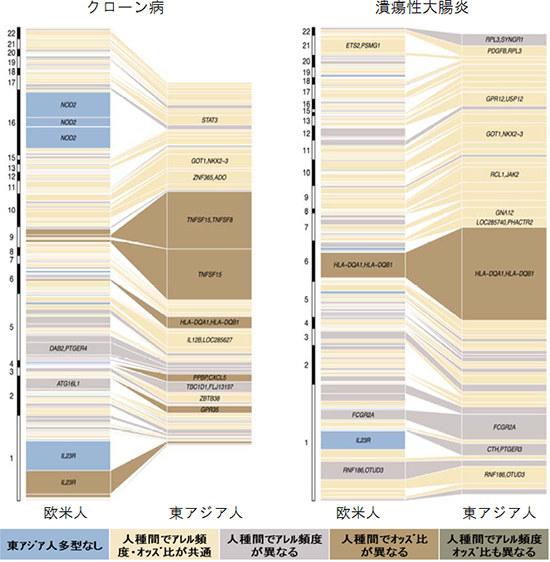 クローン病と潰瘍性大腸炎の発症に関わる遺伝的影響の大きさを欧米人と東アジア人で比較の図