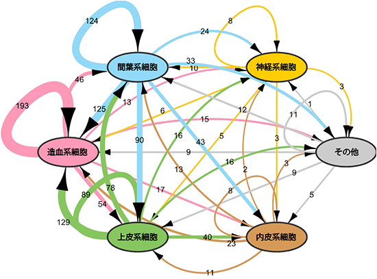 リガンド-受容体ペアに基づく細胞間相互作用ネットワークの全体像の図