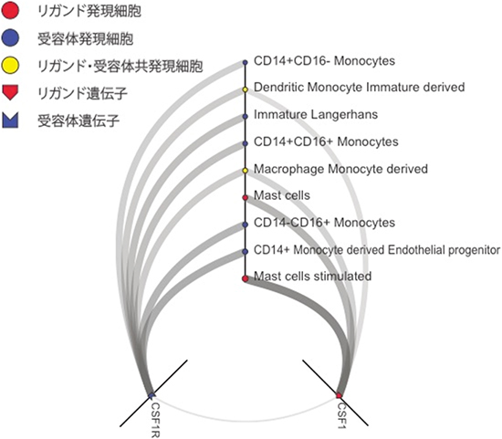 リガンド-受容体ネットワークを可視化するツールの表示例の図