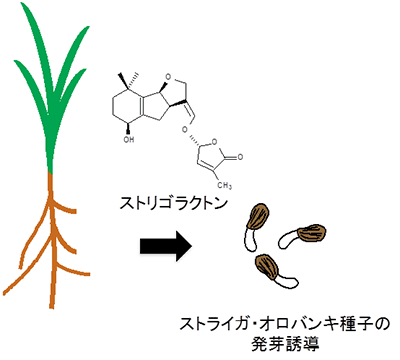 寄生植物の発芽の仕組みの図