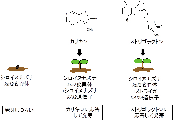 シロイヌナズナkai2変異体の改変実験の図