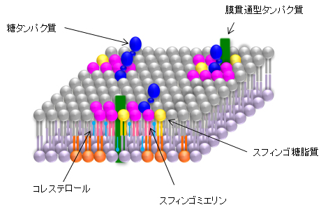 脂質ラフトの模式図の画像