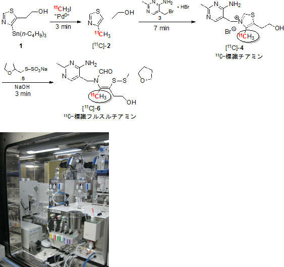 高速C-[11C]メチル化反応を用いたチアミンおよびフルスルチアミンの11C-標識体の合成の図