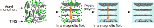 An anisotropic hydrogel