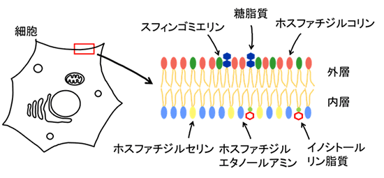 細胞膜での脂質二重膜の外層と内層の脂質組成図