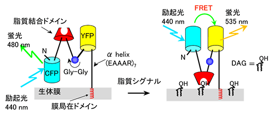 蛍光共鳴エネルギー移動（FRET）DAGプローブ「Daglas-em」の図