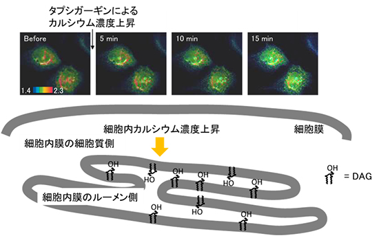 細胞内カルシウム濃度上昇による細胞内膜ルーメン側のDAG産生の図