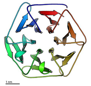 2014年に作製したピザ型人工タンパク質の構造の図