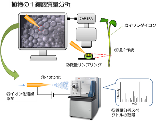 植物の1細胞質量分析法の手順概略の図