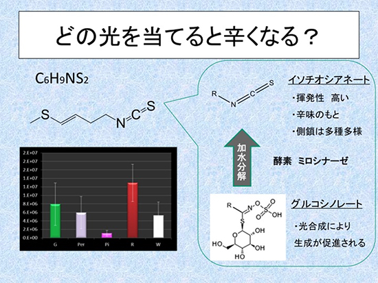 カイワレ大根に当てる波長と辛味成分（髄質部分1細胞）の図