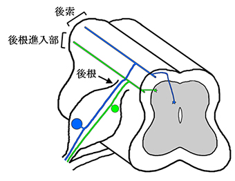 脊髄へ投射する神経突起の走行の図